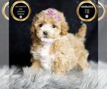 Small #6 Maltipoo