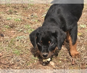 Rottweiler Puppy for sale in RIVERDALE, GA, USA