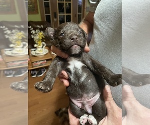 Schnauzer (Miniature) Puppy for sale in WESTMINSTER, SC, USA
