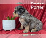 Puppy Porter Bernedoodle