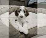Puppy Belle Double Doodle