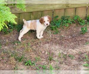 Brittany Puppy for sale in CLAYTON, NC, USA