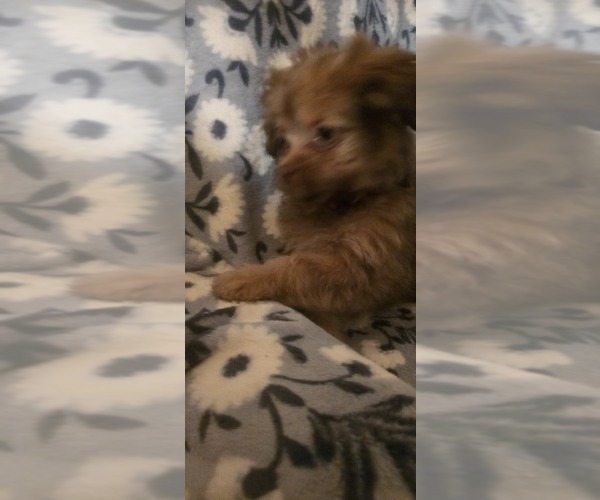 Medium Photo #9 Maltese-Maltipom Mix Puppy For Sale in HUDSON, MA, USA