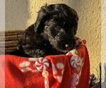 Small Photo #12 Goldendoodle Puppy For Sale in FORT LAUDERDALE, FL, USA