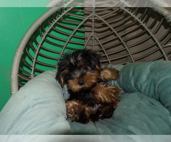 Medium Photo #1 YorkiePoo Puppy For Sale in PATERSON, NJ, USA