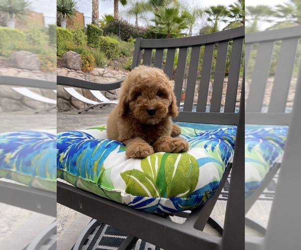 Medium Photo #6 Goldendoodle (Miniature) Puppy For Sale in SAN DIEGO, CA, USA