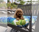 Small Photo #6 Goldendoodle (Miniature) Puppy For Sale in SAN DIEGO, CA, USA