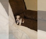 Puppy Coco Chanelle Yorkshire Terrier
