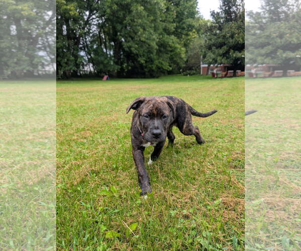 Medium Photo #1 Rottweiler-American Pit Bull Terrier Puppy For Sale in Monterey, VA, USA