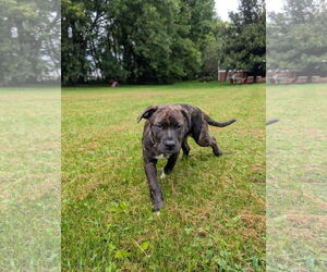 Rottweiler-American Pit Bull Terrier Dogs for adoption in Monterey, VA, USA