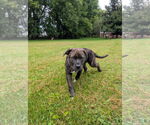 Small Rottweiler-American Pit Bull Terrier