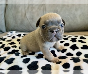 French Bulldog Puppy for sale in FORT LAUDERDALE, FL, USA