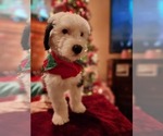 Small Photo #41 Old English Sheepdog Puppy For Sale in WILMINGTON, OH, USA