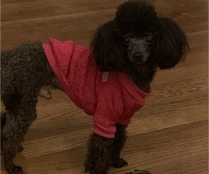 Father of the Poodle (Toy) puppies born on 12/23/2024