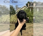 Small #3 Labrador Retriever