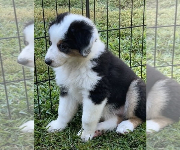 Medium Photo #19 Miniature Australian Shepherd Puppy For Sale in LA CANADA FLINTRIDGE, CA, USA