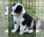 Small Photo #19 Miniature Australian Shepherd Puppy For Sale in LA CANADA FLINTRIDGE, CA, USA