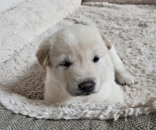 Medium Photo #1 Jindo Dog Puppy For Sale in CARROLLTON, TX, USA