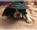Small Photo #15 English Bulldog Puppy For Sale in STUART, FL, USA