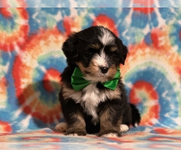 Medium Photo #3 Bernedoodle (Miniature) Puppy For Sale in LANCASTER, PA, USA