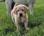 Puppy Green Caller Labrador Retriever