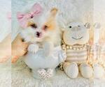 Small #9 Maltese
