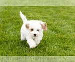 Small #8 Goldendoodle (Miniature)