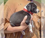 Small #2 Border Collie Mix