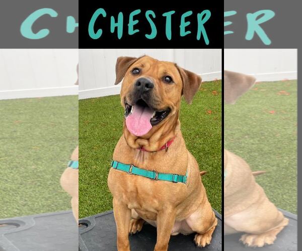 Medium Photo #21 Labrador Retriever-Unknown Mix Puppy For Sale in Pompano Beach , FL, USA