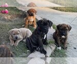 Small Cane Corso