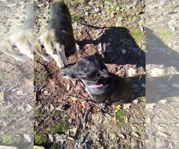 Medium Photo #9 Mutt Puppy For Sale in Monterey, VA, USA