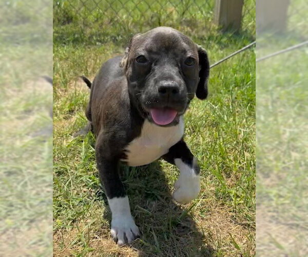 Medium Photo #2 Bulldog-Labrador Retriever Mix Puppy For Sale in Tarrytown, GA, USA