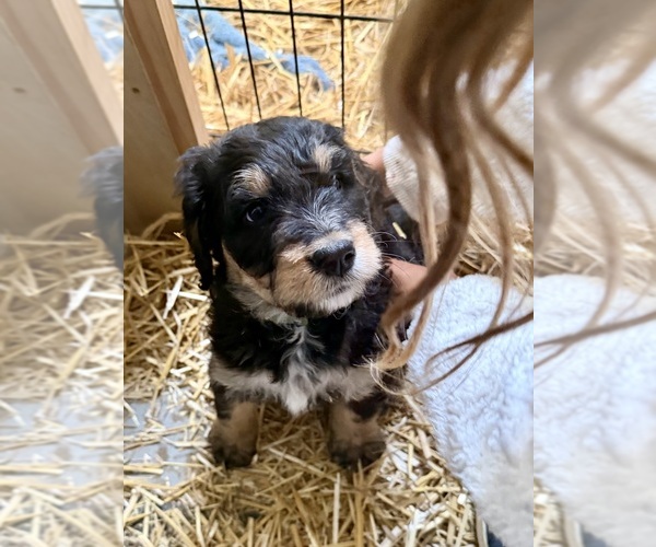 Medium Photo #4 Bernedoodle Puppy For Sale in MIDLAND, MI, USA