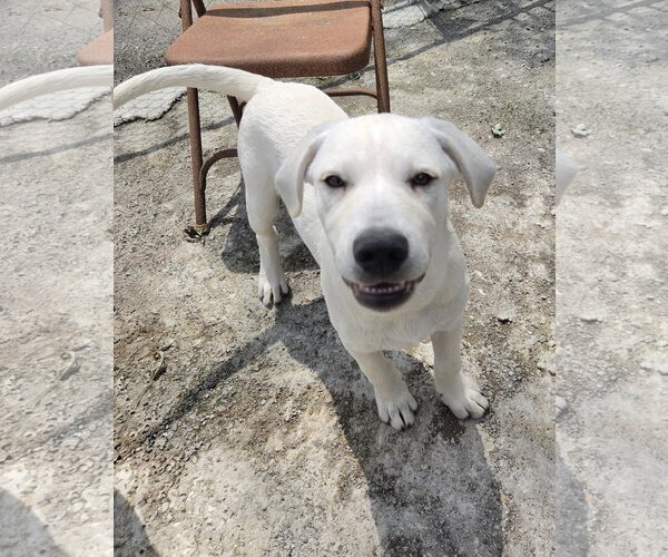 Medium Photo #3 Labrador Retriever Puppy For Sale in Tracy City, TN, USA