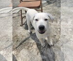 Small #2 Labrador Retriever