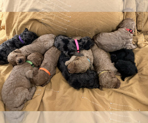 Poodle (Standard) Litter for sale in CHIPLEY, FL, USA
