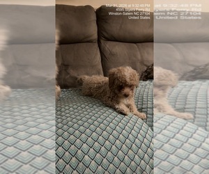 Pyredoodle (Toy) Puppy for sale in WINSTON SALEM, NC, USA