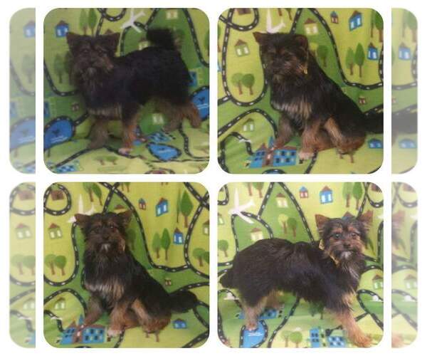 Medium Photo #7 Pomeranian-Unknown Mix Puppy For Sale in FAIRLAWN, OH, USA