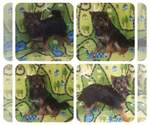 Small #6 Pomeranian Mix