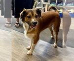 Small Mutt