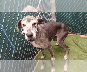 Great Dane Dogs for adoption in Downey, CA, USA