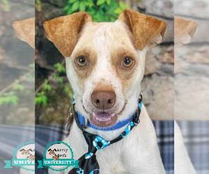 Jack-A-Bee Dogs for adoption in Kennesaw, GA, USA