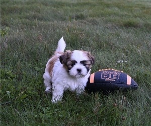 Shih Tzu Puppy for sale in MILLERSBURG, OH, USA