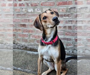 German Shepherd Dog-Unknown Mix Dogs for adoption in Chicago, IL, USA