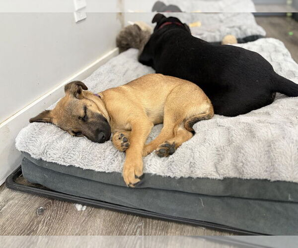 Medium Photo #12 Shepradors Puppy For Sale in Brewster, NY, USA