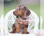 Small #3 Dachshund