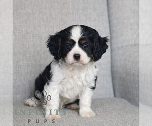 Cavalier King Charles Spaniel Puppy for sale in NARVON, PA, USA