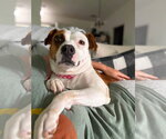Small American Pit Bull Terrier Mix