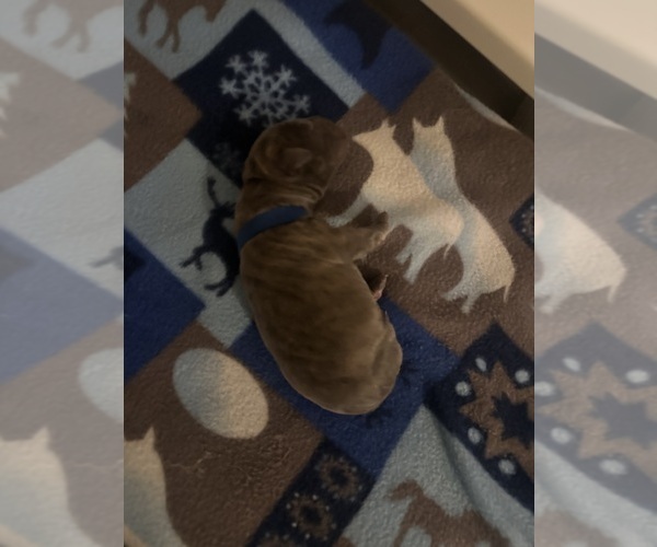 Medium Photo #1 Cane Corso Puppy For Sale in PALOS HEIGHTS, IL, USA