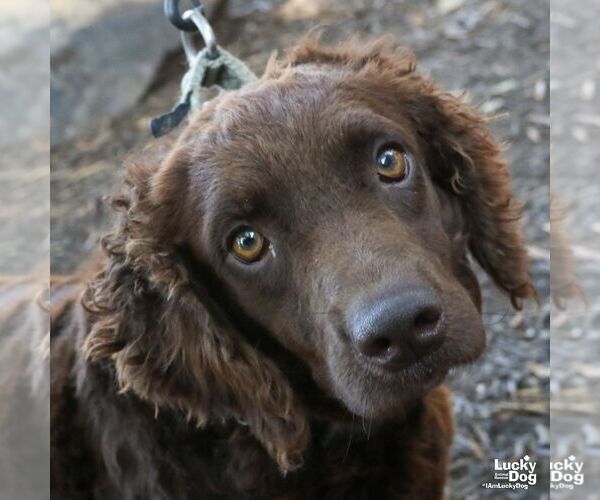 Medium Photo #3 Spaniel-Unknown Mix Puppy For Sale in Washington, DC, USA
